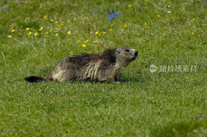 高山旱獭 (Marmota marmota)